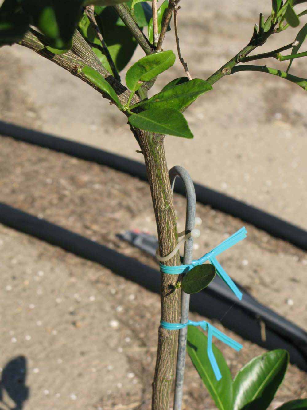            Bark (Winter Haven, FL)   